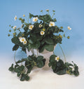 Strawberry White Berri Basket   - 10'' hanging basket