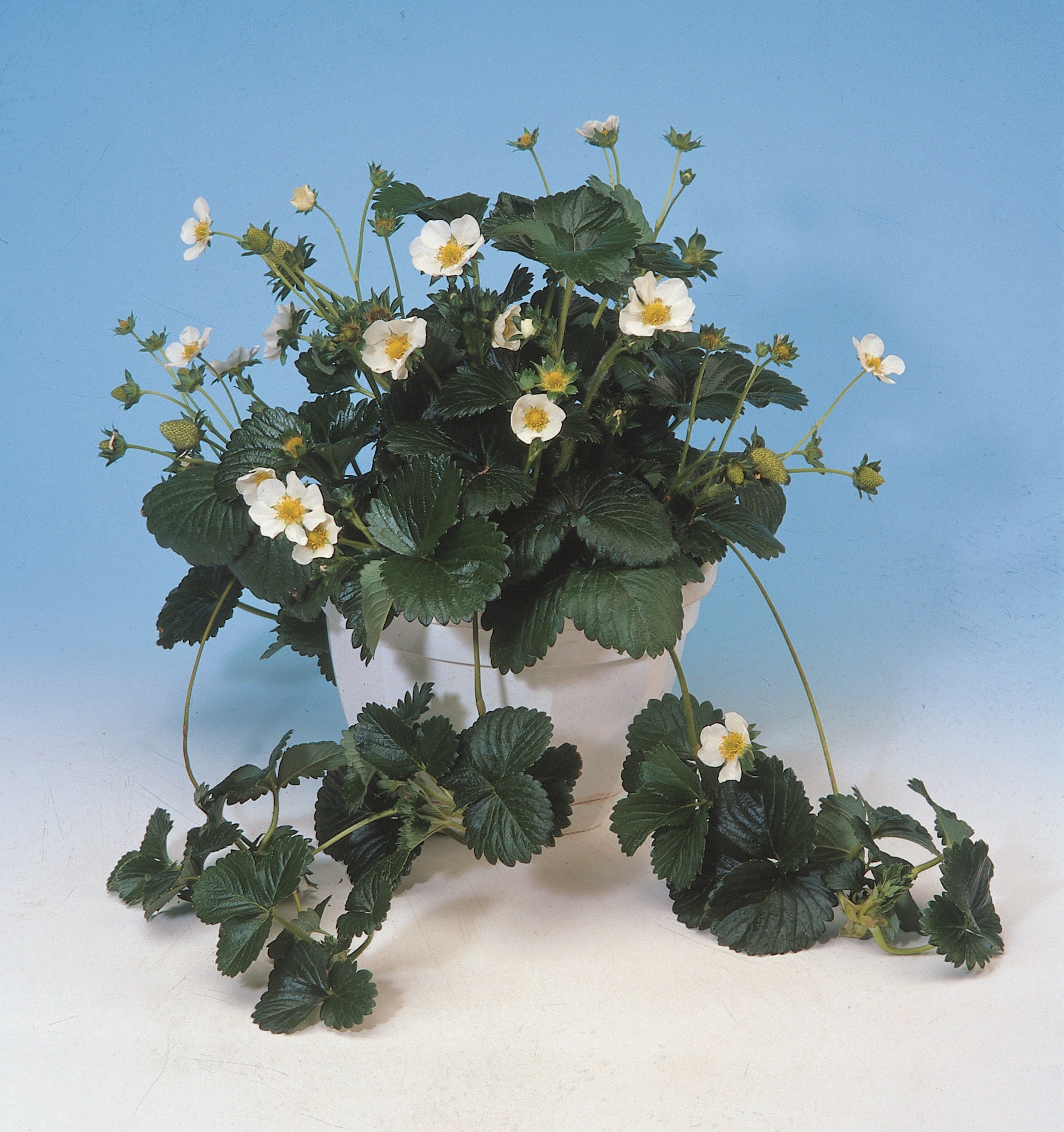 Strawberry White Berri Basket   - 10'' hanging basket
