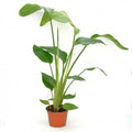 Strelitzia nicolai (Birds of paradise) 6'' pot