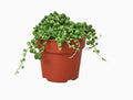 Succulent 'String of Pearls' - 6" Pot