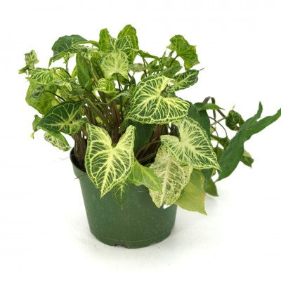 Syngonium podophyllum 'Batik' 6'' pot