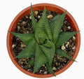 Twister Haworthia - 6 inch