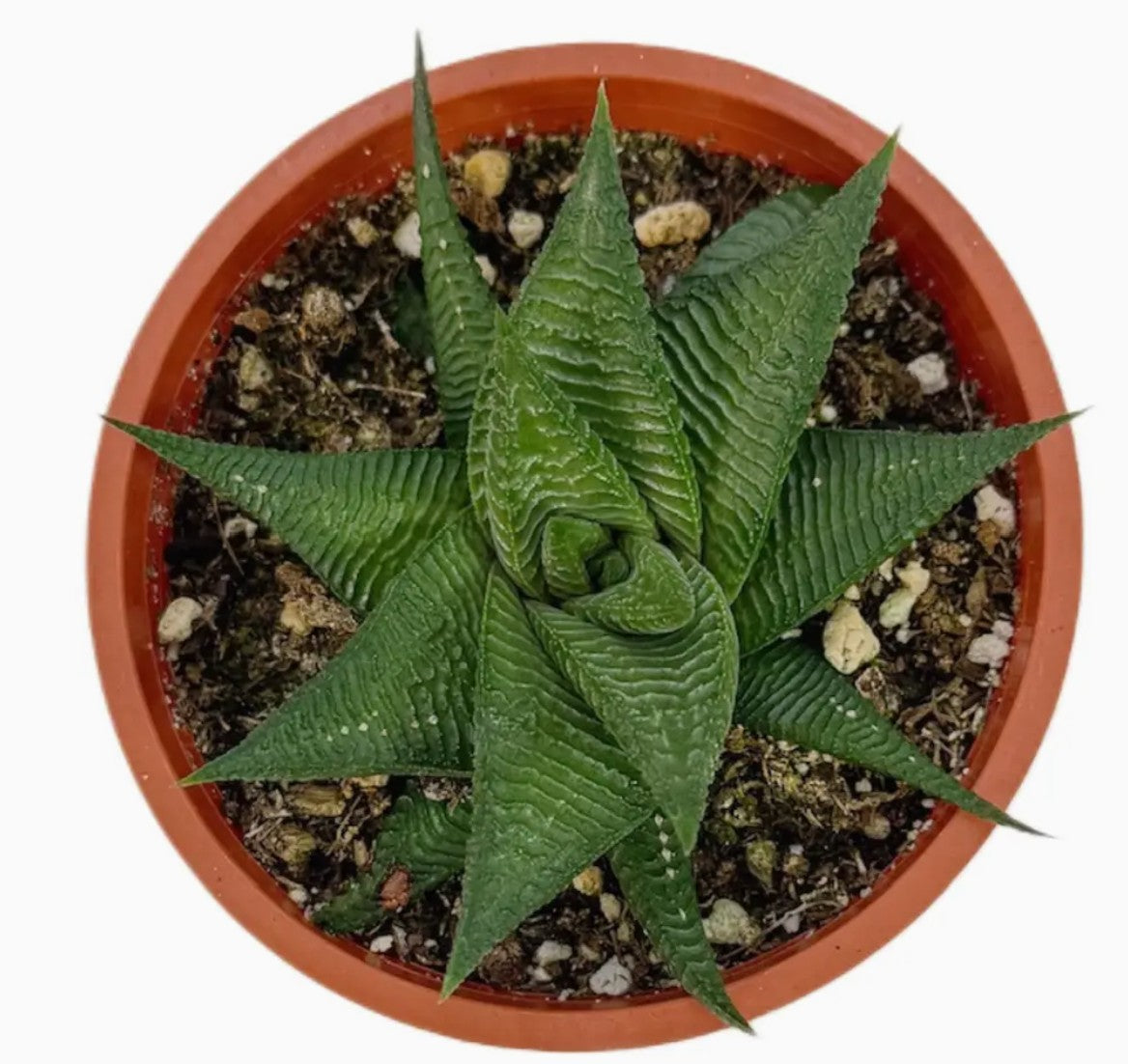 Twister Haworthia - 6 inch