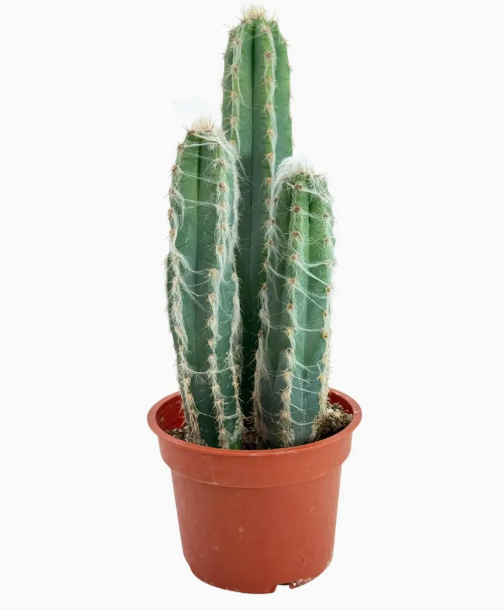 Wooly Blue Torch Cactus -  4 inch