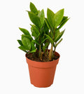 Zamioculcas Zamiifolia ZZ in ceramic pot