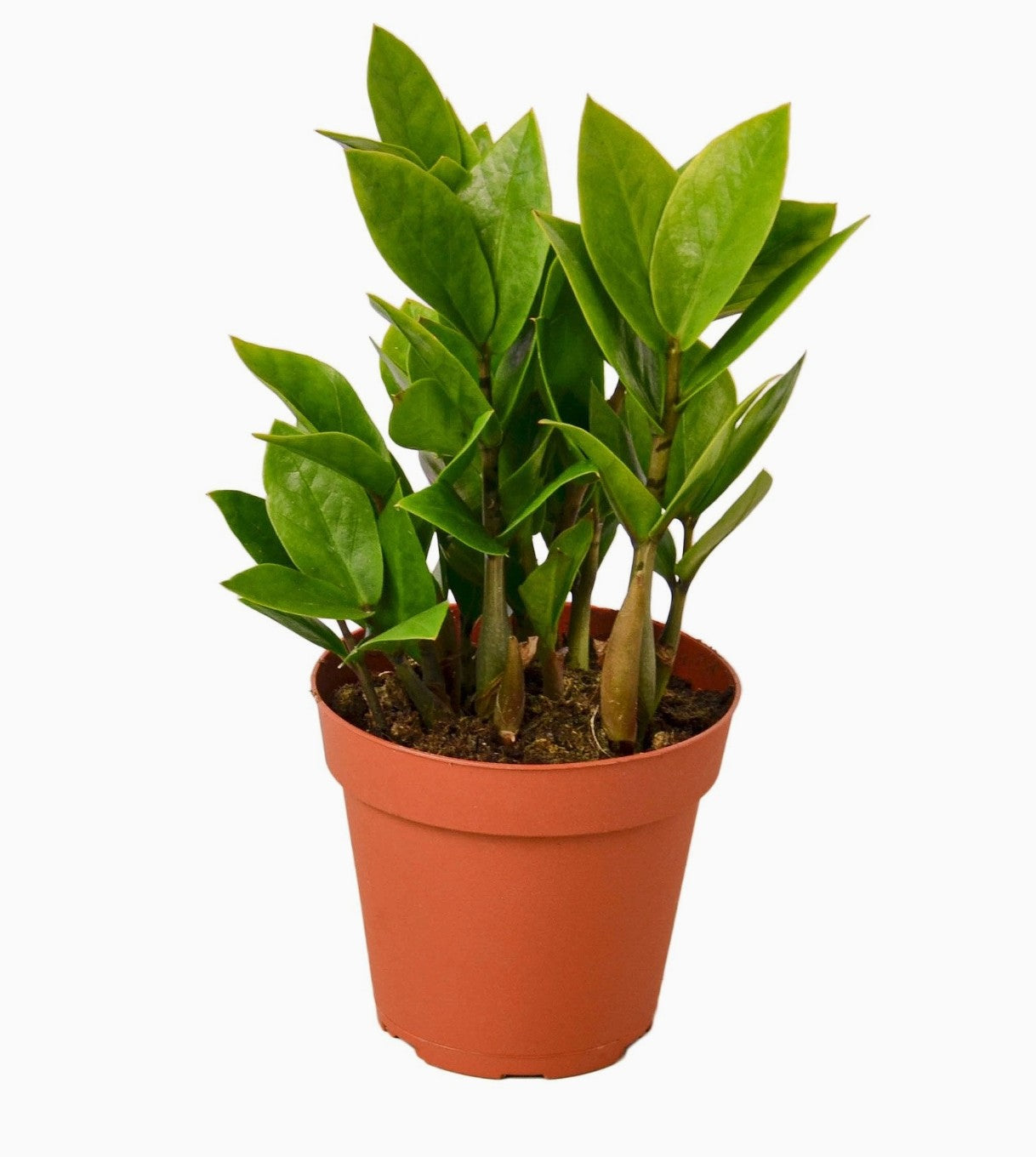 Zamioculcas Zamiifolia ZZ in ceramic pot