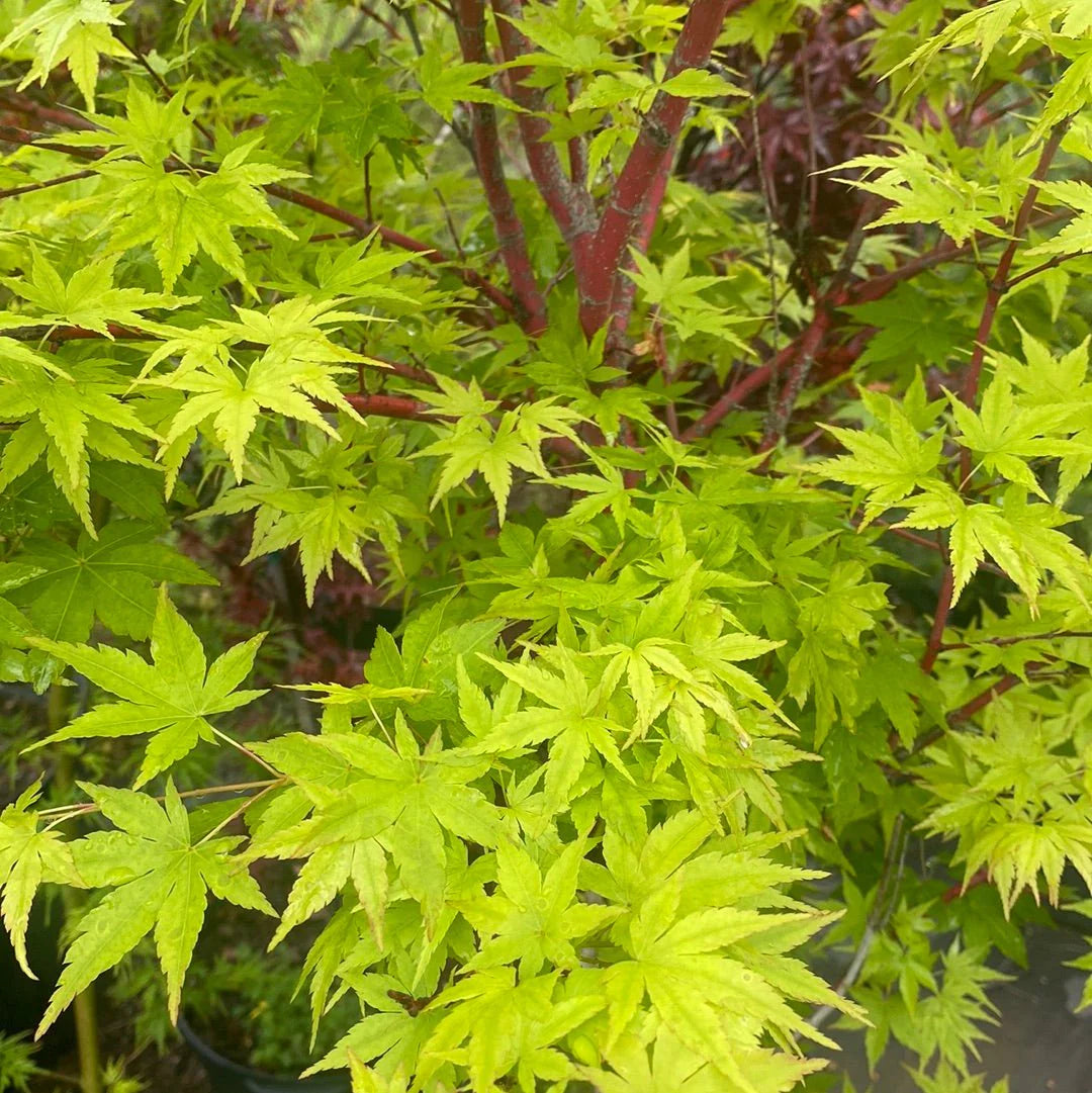 Acer palmatum 'Sango kaku' - #1 gal