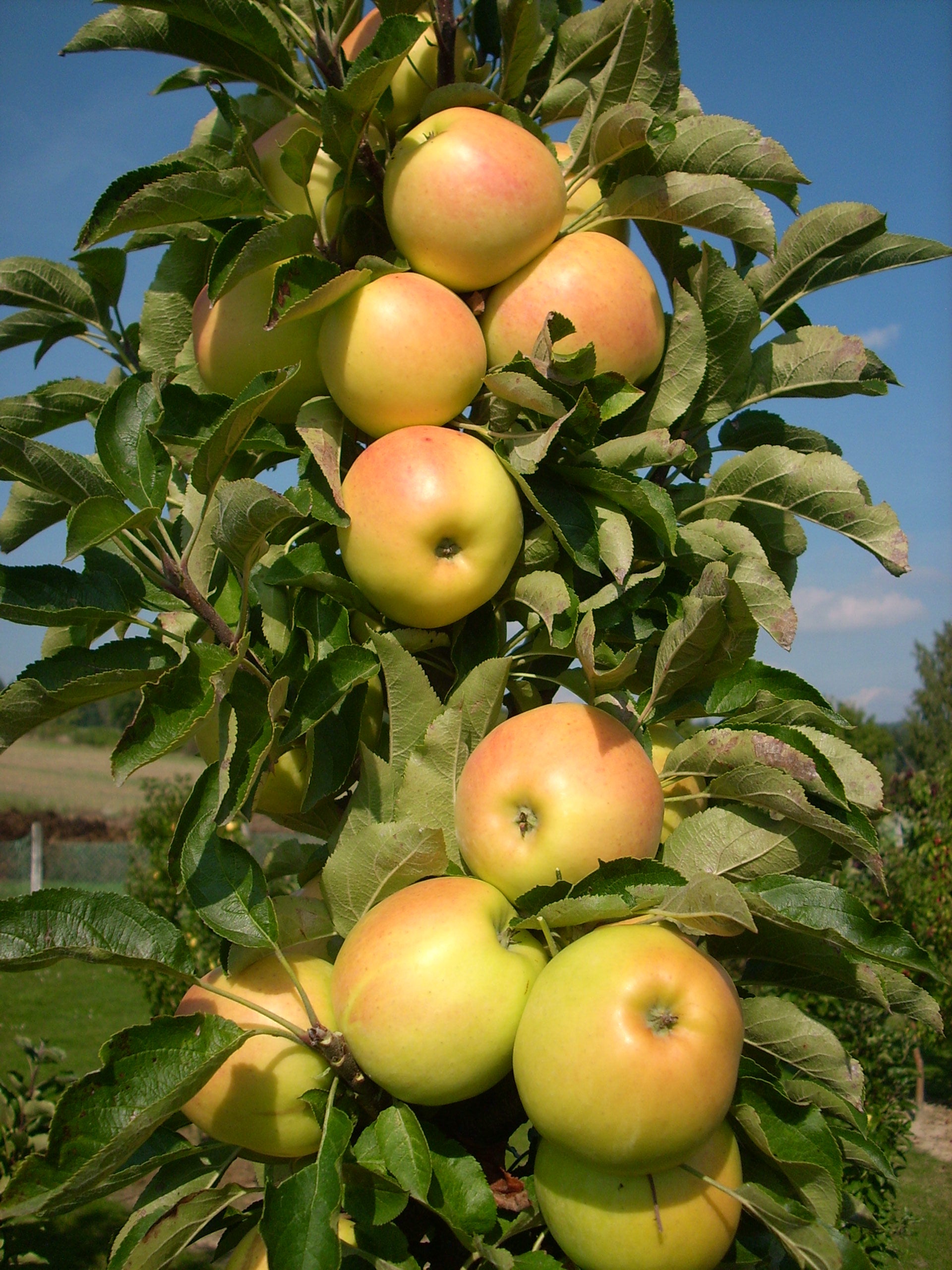 Malus Sweet Treat™ 1gal