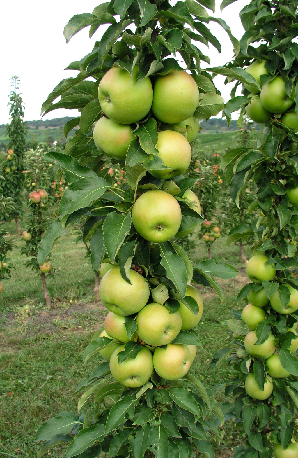 Malus Tangy Green™ 'GreenCats' - #1 gal