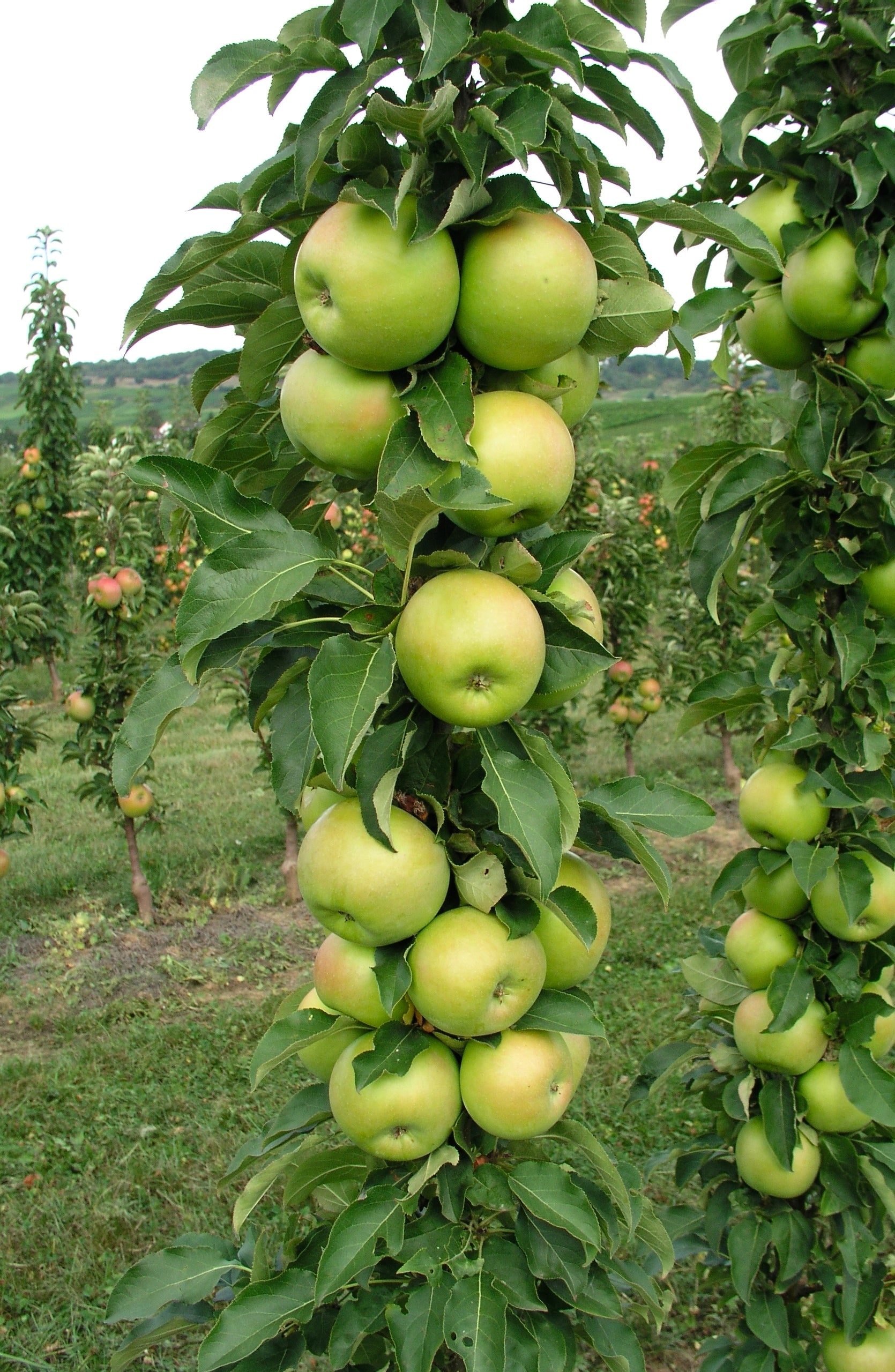 Malus Tangy Green™ 'GreenCats' - #1 gal