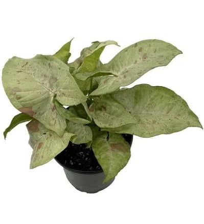 Syngonium 'Confetti' 6" pot