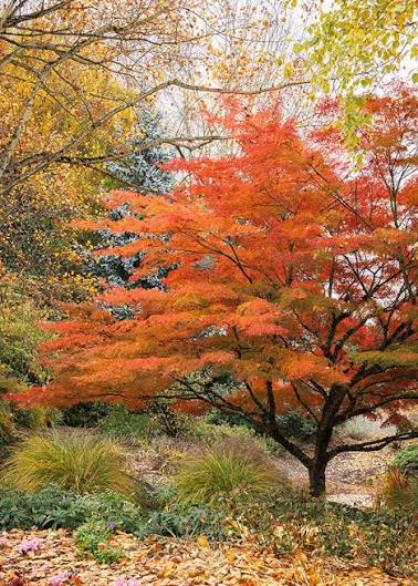 Acer palmatum 'Seiryu' 2 gal light branch