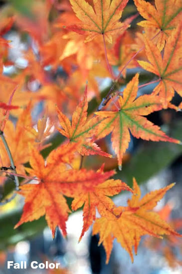 Acer palmatum 'Japanese Sunrise' 2 gal light branch