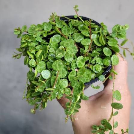 Peperomia prostrata - 6" HB