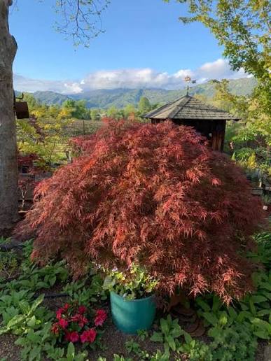 Acer palmatum 'Orangeola' 2 gal light branch