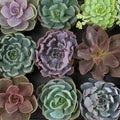 Echeveria assorted- 4" pot