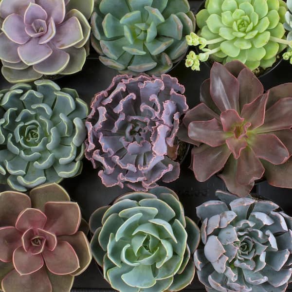 Echeveria assorted- 4" pot