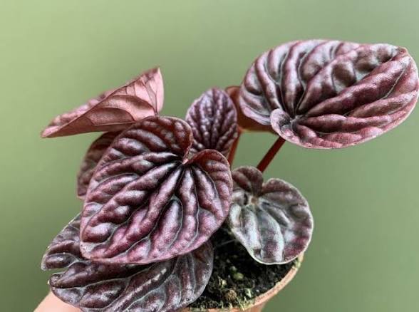 Peperomia caperata 'Red Luna' - 4"