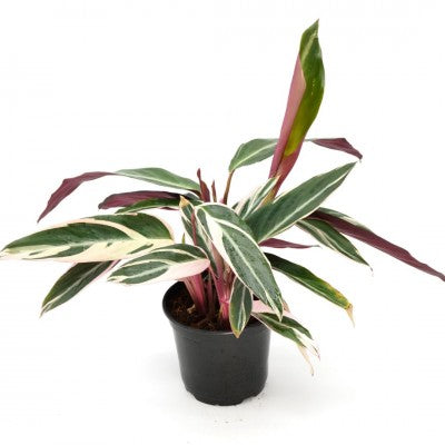 Stromanthe sanguinea 'Triostar' 4" pot