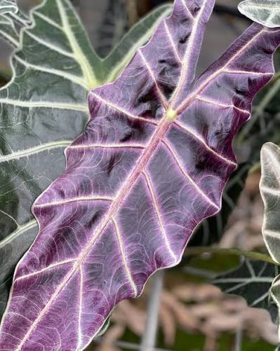 Alocasia 'Purpley' - 3" pot