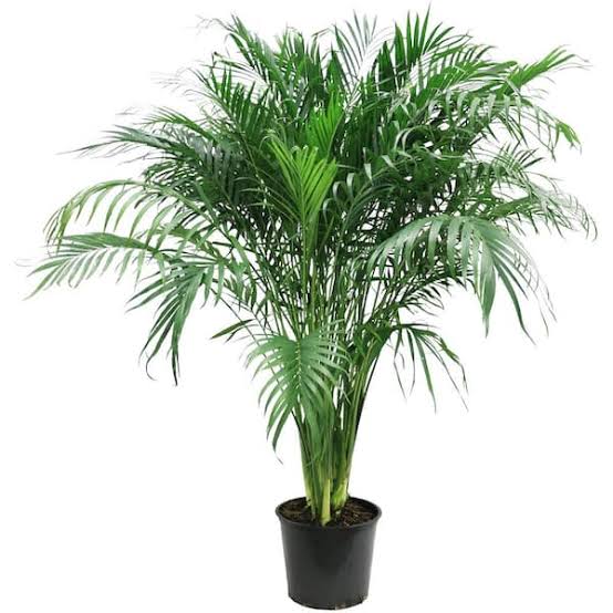 Chamaedorea cataractarum - 8" pot