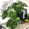 Monstera adansonii - 8" HB