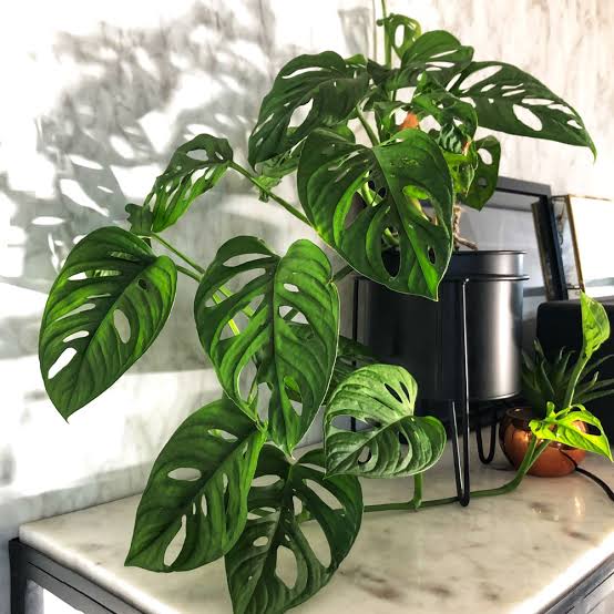Monstera adansonii - 8" HB