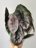 Alocasia 'Green Unicorn' - 3" pot
