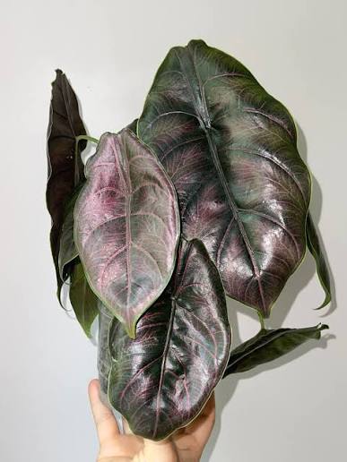 Alocasia 'Green Unicorn' - 3" pot