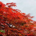 Acer palmatum 'Orangeola' 2 gal light branch