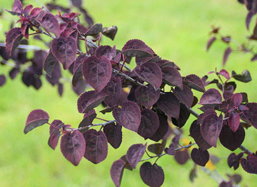 Cercidiphyllum japonicum 'Rotfuchs' - 2gal light branch