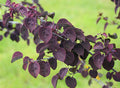 Cercidiphyllum japonicum 'Rotfuchs' - 2gal light branch