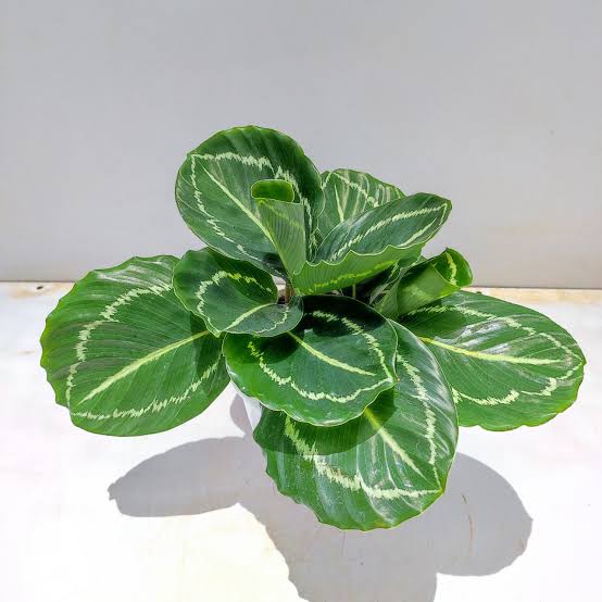 Calathea 'Green Goddess' - 4"