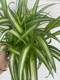 Chlorophytum comosum 'Hawaiian' 6" HB