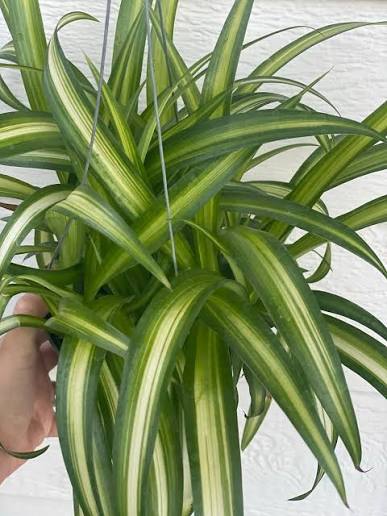 Chlorophytum comosum 'Hawaiian' 6" HB