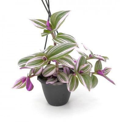 Tradescantia albiflora 'Nanouk' - 4" HB
