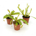 Carnivorous Plants assorted 2" pot