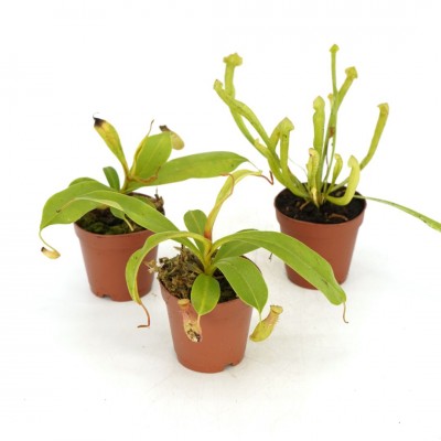 Carnivorous Plants assorted 2" pot
