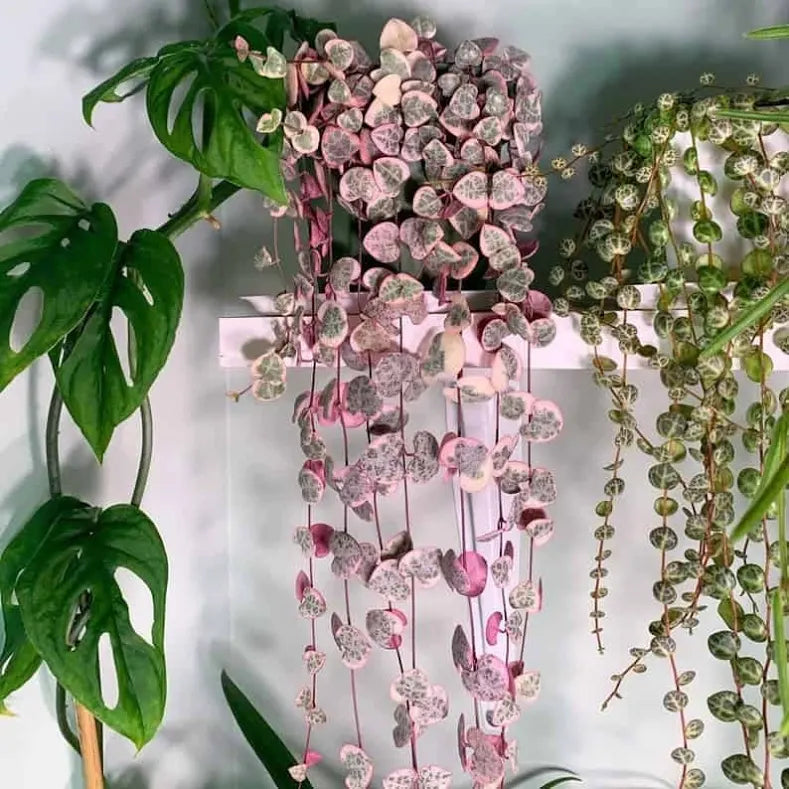 Ceropegia woodii variegata - 6" HB