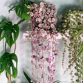 Ceropegia woodii variegata - 6" HB