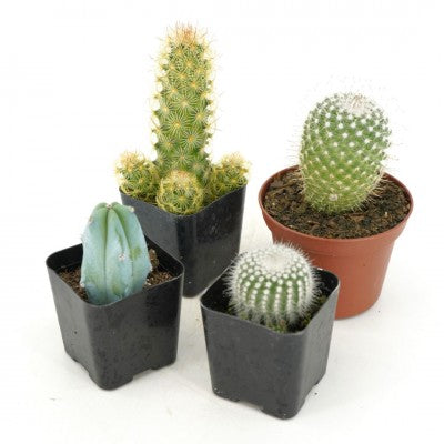 Cactus assorted - 4"