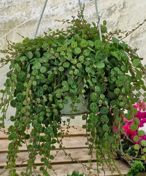 Peperomia prostrata - 6" HB
