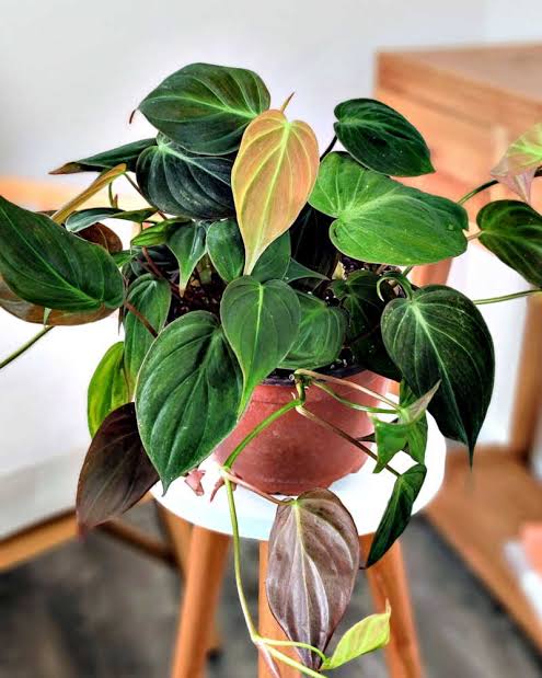 Philodendron micans - 6" HB