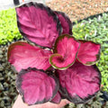 Calathea roseopicta 'Rosy' - 4"