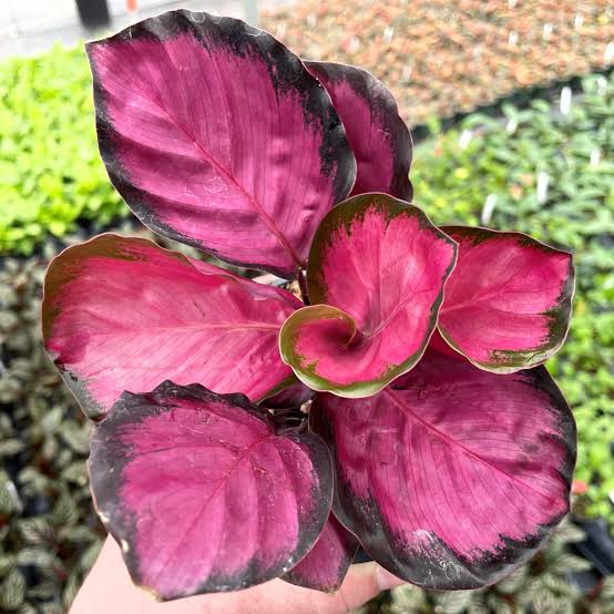 Calathea roseopicta 'Rosy' - 4"