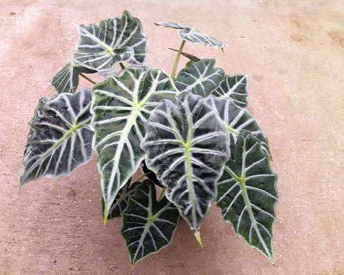 Alocasia 'Mandalay' - 3" pot