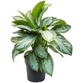 Aglaonema 'Silver Bay' - 6" pot