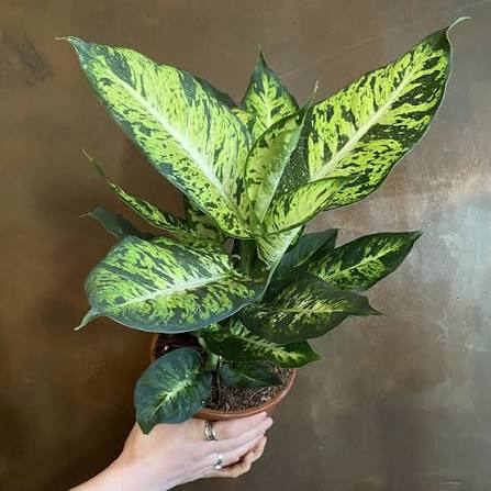 Dieffenbachia 'Sublime' 6" pot