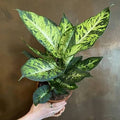Dieffenbachia 'Sublime' 6" pot