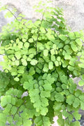 Adiantum raddianum 6" pot
